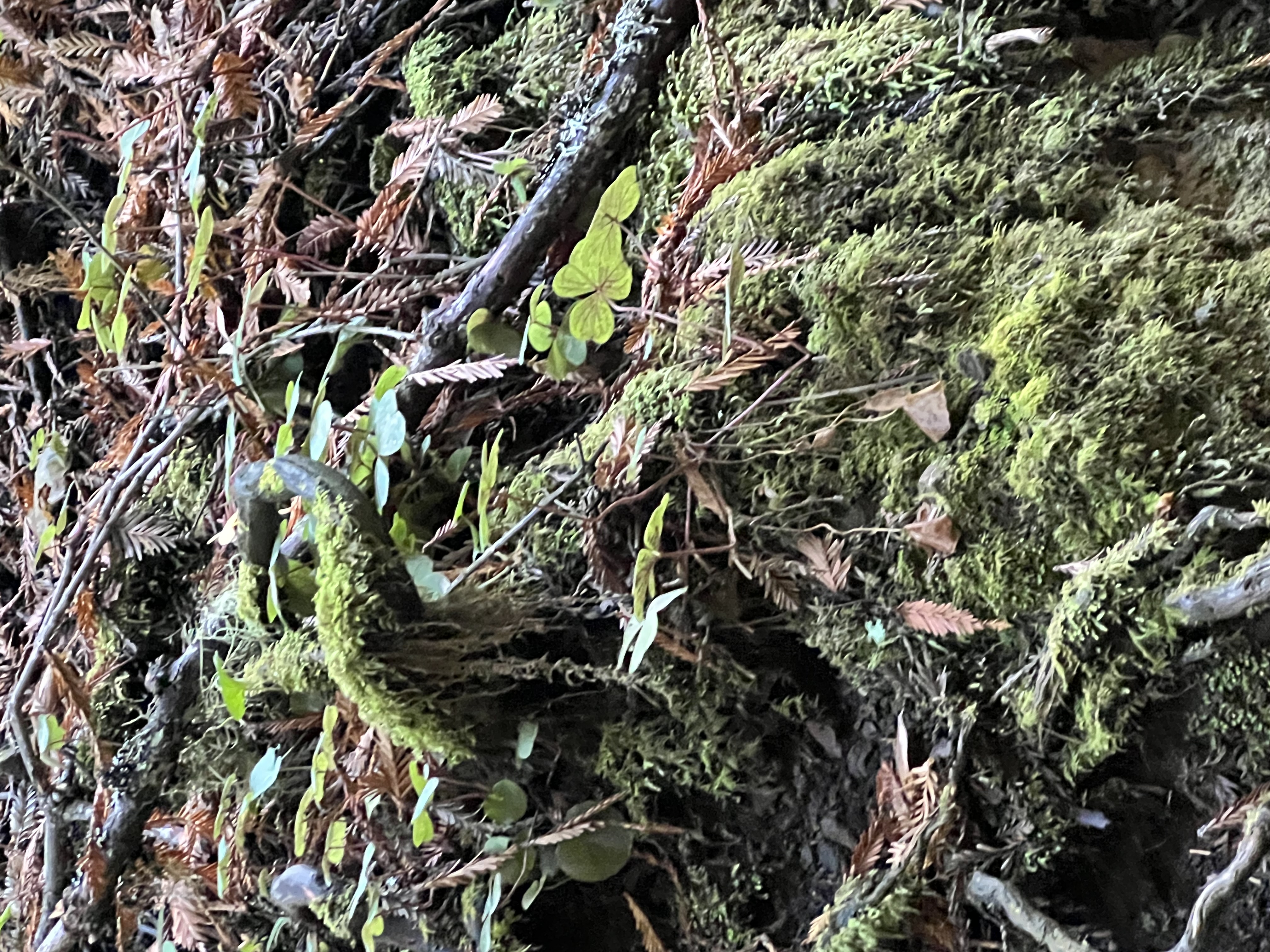 mossy forest floor